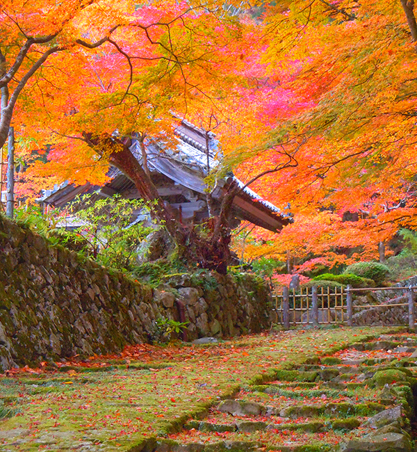 百済寺入山参拝券